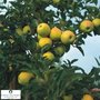 Malus 'Golden Delicious', HALFSTAM