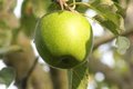 Malus 'Granny Smith', STRUIK