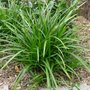 Carex oshimensis 'J.S. Greenwell' , Zegge