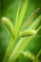 Carex pseudocyperus, Zegge