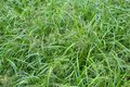 Scirpus sylvaticus, Bosbies