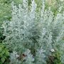 Artemisia absinthium, Bijvoet