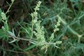Artemisia vulgaris, Bijvoet