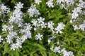 Phlox divaricata 'White Perfume', Vlambloem