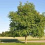 Juglans regia, 8/10 Blote wortel, Okkernoot