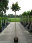 Acer plat. 'Globosum', stam 200cm 20L, Noorse bolesdoorn