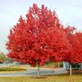 Acer rubrum, 8/10 Blote wortel, Esdoorn