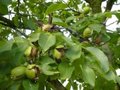 Juglans regia 'Broadview', 10/12 Blote wortel, Okkernoot, Walnoot HOOGSTAM