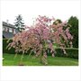 Prunus ser. 'Kiku-shidare-zakura', 8/10 Blote wortel, Japanse sierkers