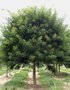 Sophora jap. 'Regent', 8/10 Blote wortel, Honingboom