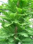 Taxodium distichum, 10/12 Draadkluit, Moerascipres