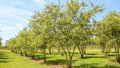 Malus 'Evereste' meerst., 200/250 cm Draadkluit, Sierappel (=Perpetu)