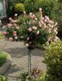 Rosa 'Bonica', stam 90cm, Stamrozen