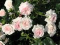 Rosa 'Larissa', Blote wortel, Trosrozen