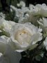 Rosa 'Princess of Wales', Blote wortel, Trosrozen