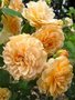 Rosa 'Buff Beauty', Blote wortel, Trosrozen