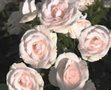 Rosa 'Aspirin Rose', Blote wortel, Trosrozen