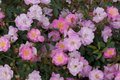 Rosa 'Lavender Dream', Blote wortel, Trosrozen