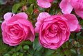 Rosa 'Palmengarten Frankfurt', Blote wortel, Trosrozen