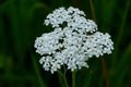 Achillea millefolium 'White Beauty', Duizendblad