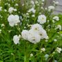 Achillea ptarmica 'Peter Cottontail' ® , Duizendblad