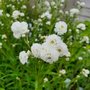 Achillea ptarmica 'Peter Cottontail' ® , Duizendblad