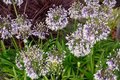 Agapanthus 'Fireworks' ®, Afrikaanse lelie