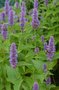 Agastache foeniculum, Anijsplant, Dropplant