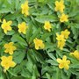 Anemone ranunculoides, Anemoon