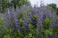 Baptisia decandence 'Blueberry Sundae'