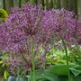 Allium christophii, Sierui