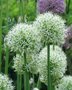 Allium 'Mount Everest', Sierui