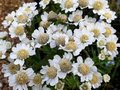 Achillea ptarmica 'Nana Compacta',Duizendblad