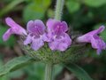 Clinopodium vulgare, Borstelkrans