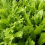 Asplenium scolopendrium 'Cristatum', Tongvaren