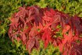 Acer palmatum 'Osakazuki', 100-125 15L