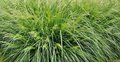 Deschampsia cespitosa 'Palava', Smele