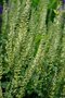 Teucrium scorodonia