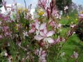 Gaura lindheimeri 'Freefolk Rosy', Prachtkaars
