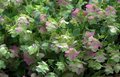 Origanum rotundifolium 'Kent Beauty', Marjolein, Oregano