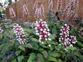 Actaea pachypoda 'Misty Blue', ® Zilverkaars