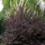 Actaea simplex 'Black Negligee', ® Zilverkaars