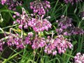 Allium cernuum, Sierui