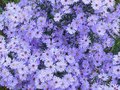 Aster cordifolius 'Little Carlow', Aster