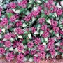 Lamium maculatum 'Purple Dragon', Dovenetel