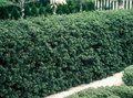 Ilex cren. 'Green Hedge' P9, Hulst