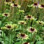 Echinacea pur. 'Green Twister', ® Zonnehoed
