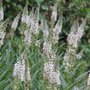 Lysimachia ephemerum, Penningkruid