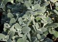 Ballota pseudodictamnus 'Compact Form'