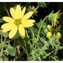 Silphium mohrii, Zonnekroon